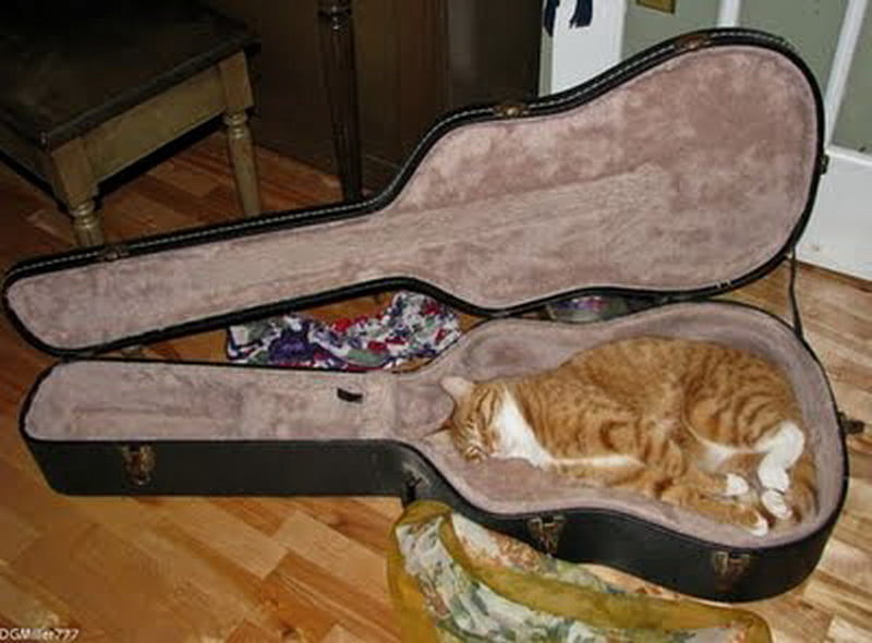 MUSICAL CAT, cat, guitar, fitted, cosy, HD wallpaper