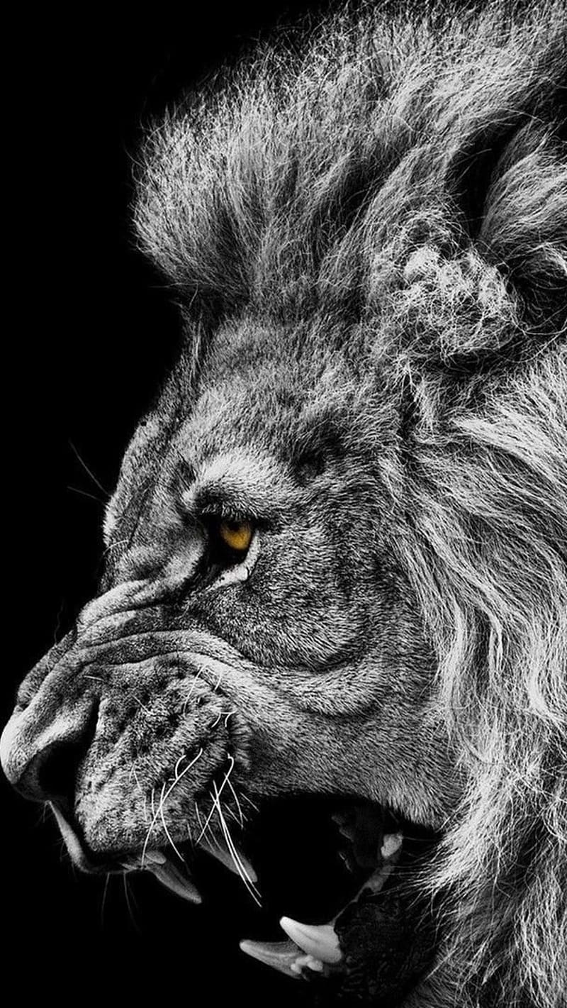 Angry Lion, Black Background, wild, animal, HD phone wallpaper