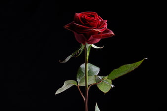 Twisted love, red rose, green stem, black background, long stem ...