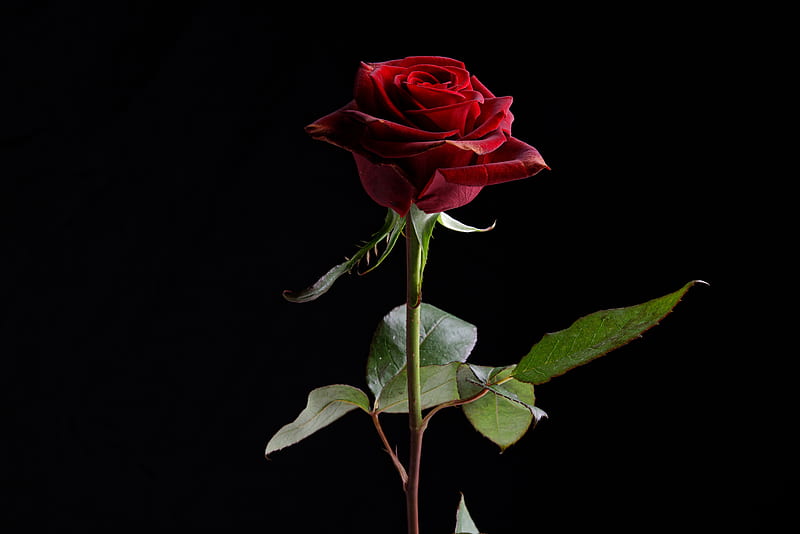 Red rose in black background, HD wallpaper | Peakpx
