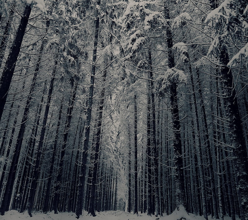 Winter Forest View, cold, dark, snow, tree, trees, wood, woods, HD wallpaper