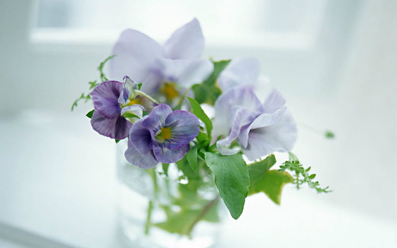 Elegant flower, flowers, petals, lavender, bloom, HD wallpaper