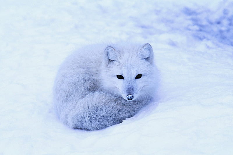 Winter Fox, foz, white, HD wallpaper