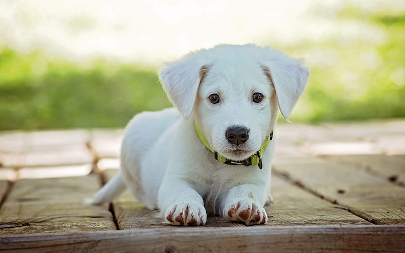 golden retriever, puppy canine, small labrador, cute animals, labrador, HD wallpaper
