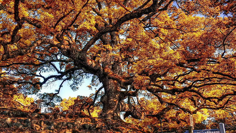 giant tree, autumn, tree, leaves, sky, HD wallpaper