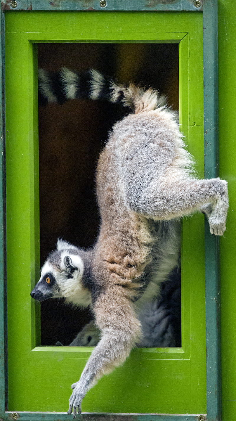 lemur, door, funny, animal, HD phone wallpaper