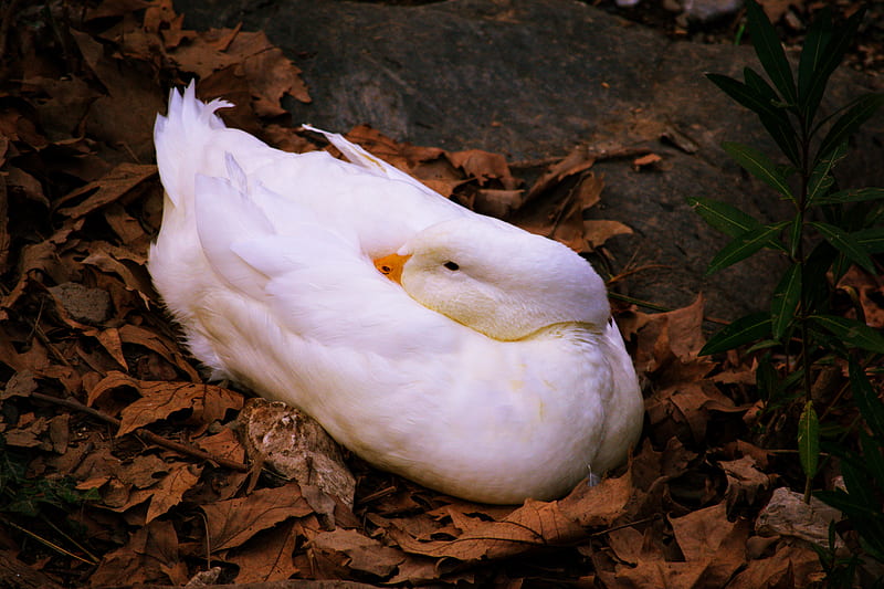 white duck on brown dried leaves, HD wallpaper