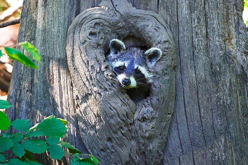 raccoon, cute, face, tree, HD wallpaper
