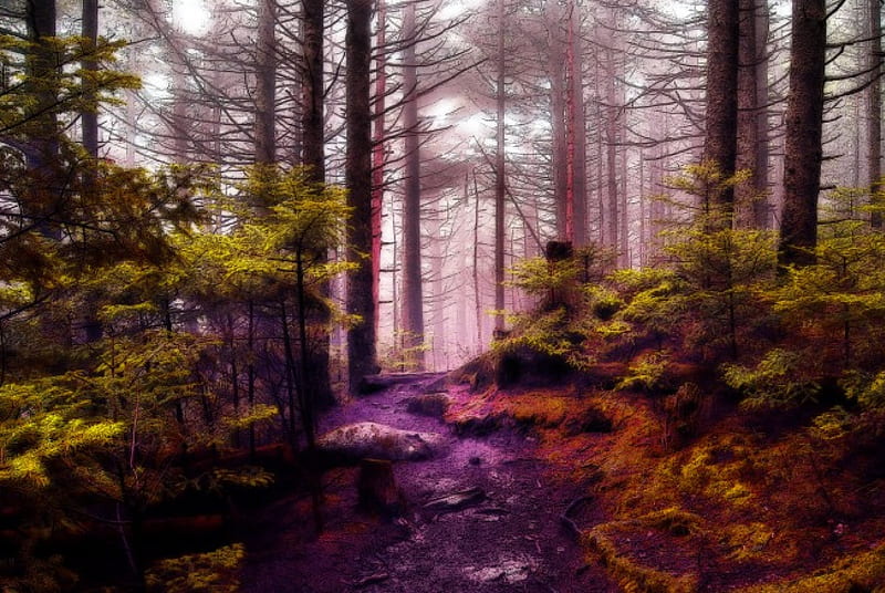 ✰Praise The Magnificent Forest✰, rocks, colorful, passages, splendid, grass, Resources, rocky, woods, bonito, Backgrounds, fog, Nature, calm, splendor, Premade, forests, magnificent, tranquility, lovely, colors, trees, mist, dry trees, Praise, cool, Stock , timberland, HD wallpaper
