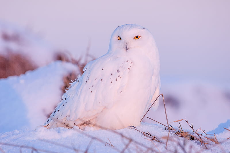 Birds, Snowy Owl, Bird, Owl, Snow, Winter, HD wallpaper