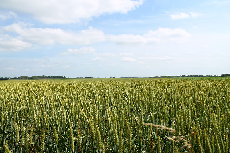 Wheat Field, wheat, nature, field, HD wallpaper