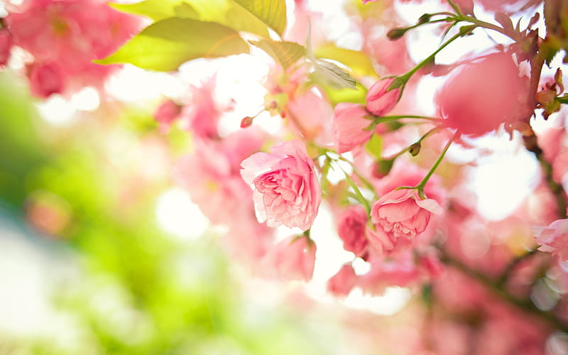 spring, pink roses, close-up, spring flowers, bloom, bokeh, pink flowers, roses, HD wallpaper