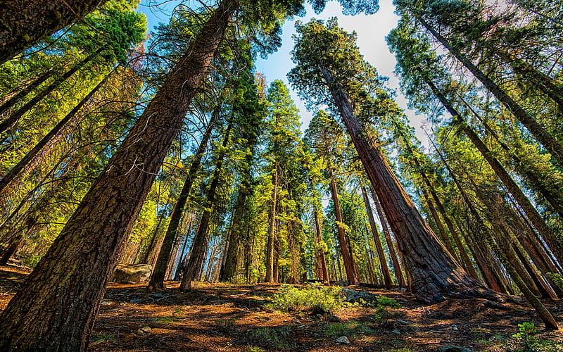 sequoias forest, summer, beautiful nature, USA, America, american nature, HD wallpaper