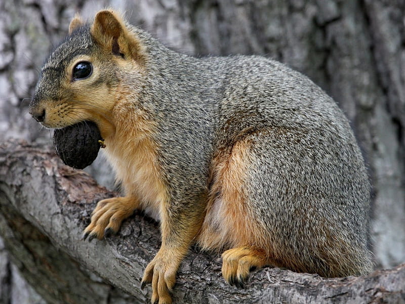 *** Squirrel ***, squerrels, squerrel, animals, animal, HD wallpaper *** Squirrel ***, squerrels, squerrel, animals, animal, HD wallpaper