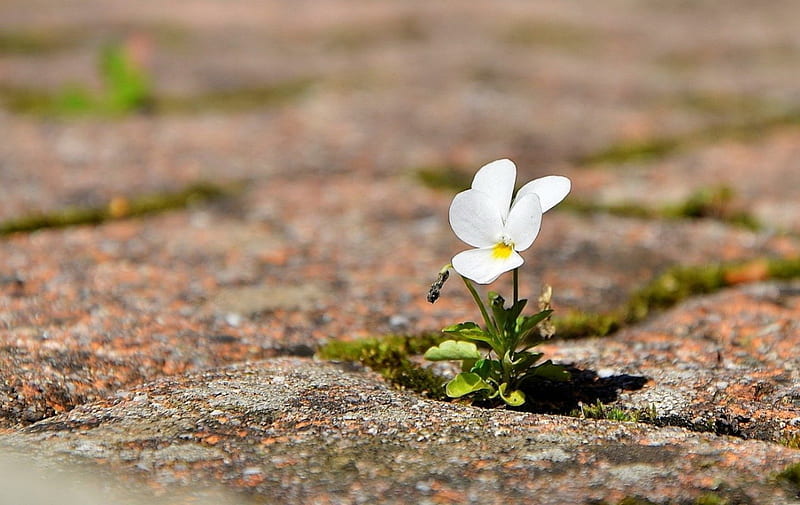 THE WILL TO SURVIVE, survival, viola, life, pansies, flowers, streets, white, HD wallpaper