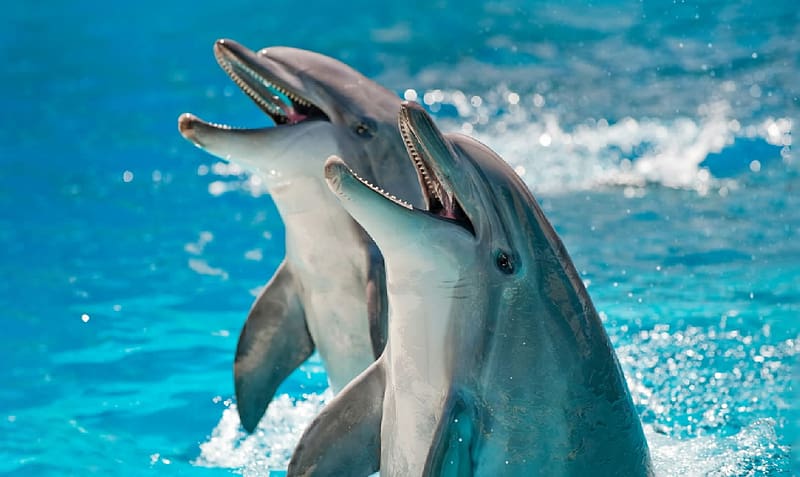 Dolphins, Animals, Marine Animals, mammals, Zoology, HD wallpaper