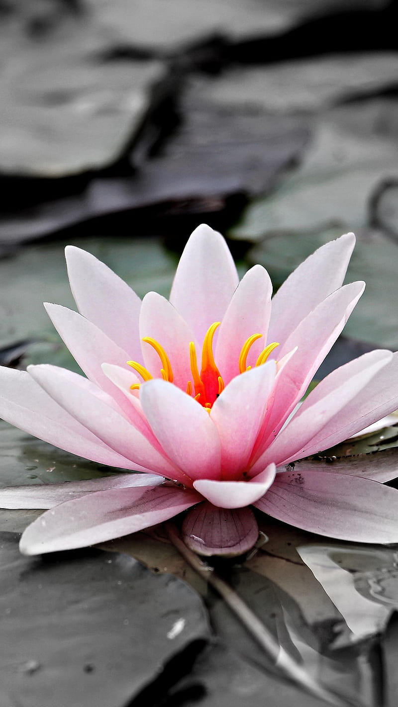 Water Lily , plant, flower, pink, lotus, HD phone wallpaper