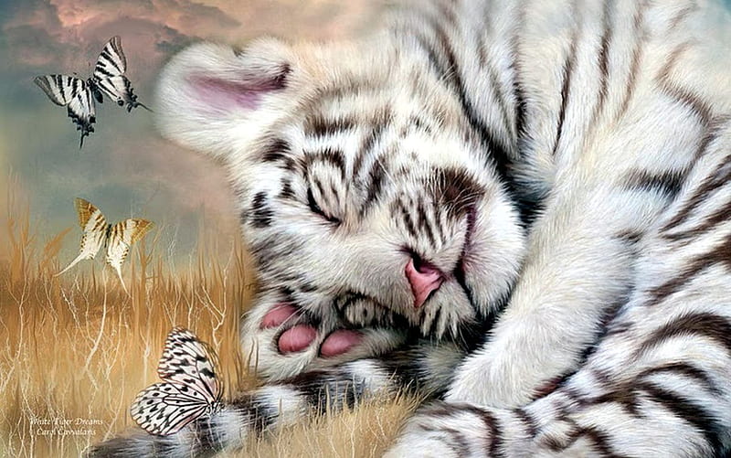 Sleep well, little Tiger, lovely, cub, butterflies, white, artwork, HD wallpaper