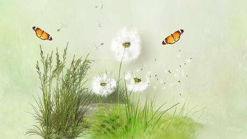 Summer Ending, weed, grass, butterflies, dainty, delicate, seeds, dandelion, green, flower, summere, fluff, HD wallpaper