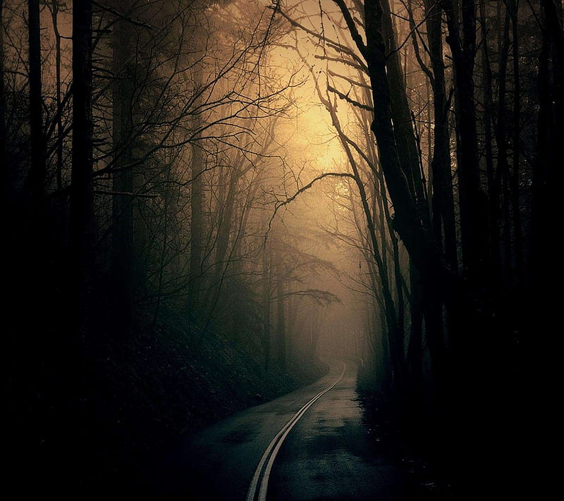 dark forest road, dark, lovely, nature, view, HD wallpaper