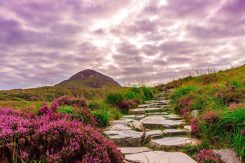 Stone Path~Ireland, hills, rocks, grass, Ireland, sky, clouds, mountain, stones, flowers, path, hill, HD wallpaper