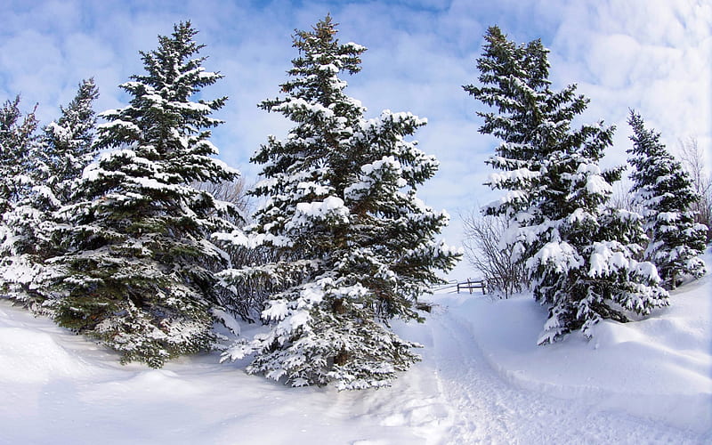 winter, forest, tree, snow, blue sky, HD wallpaper