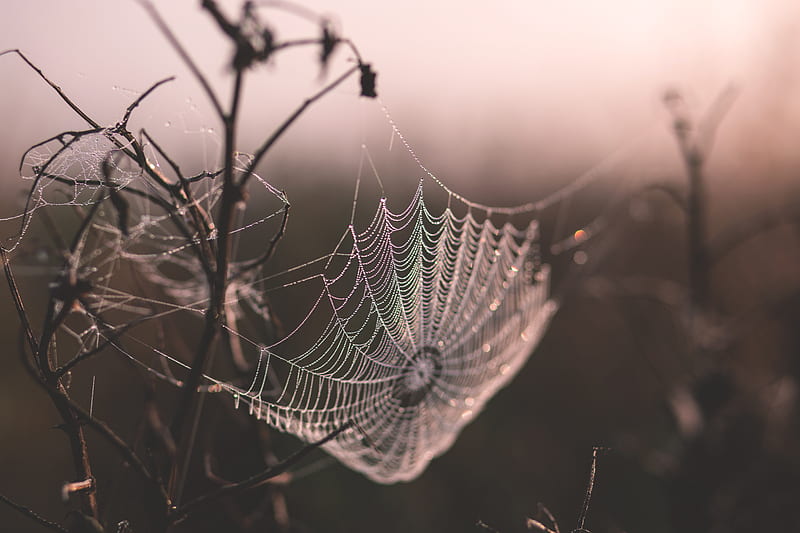 macro shot of spider web, HD wallpaper
