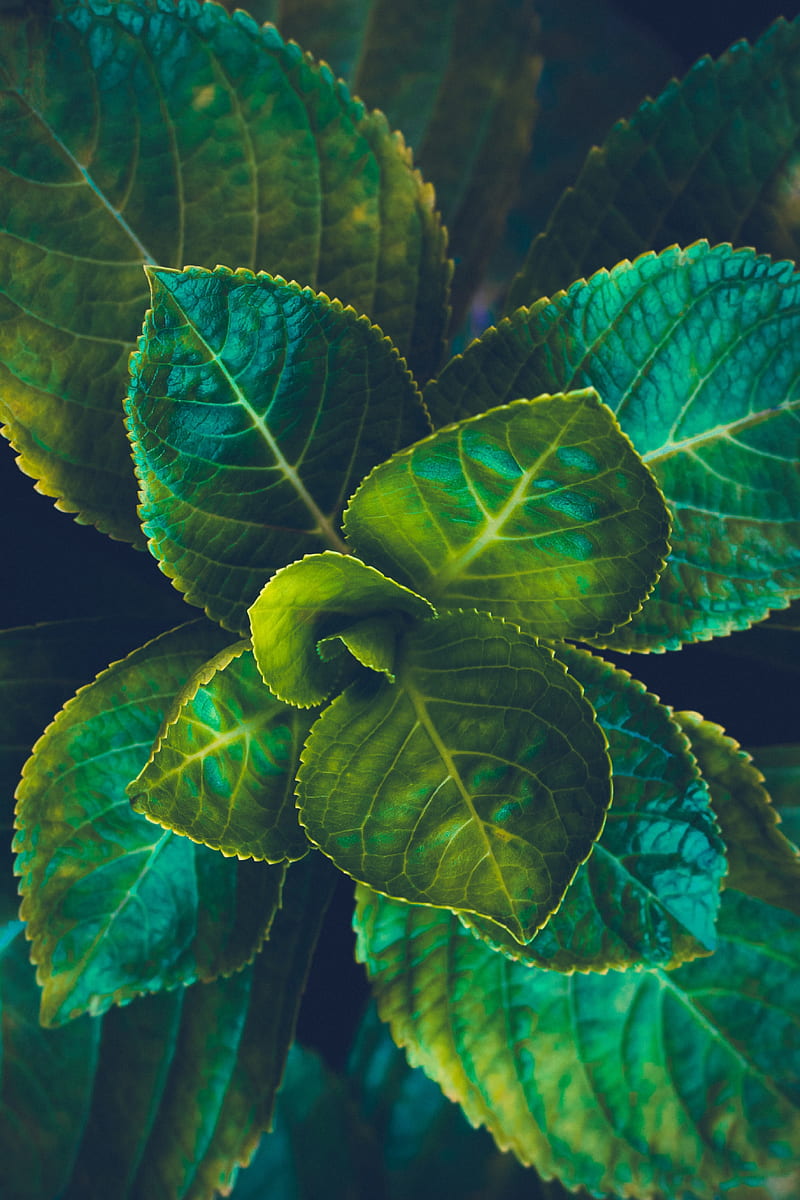 leaves, plant, green, veins, macro, HD phone wallpaper
