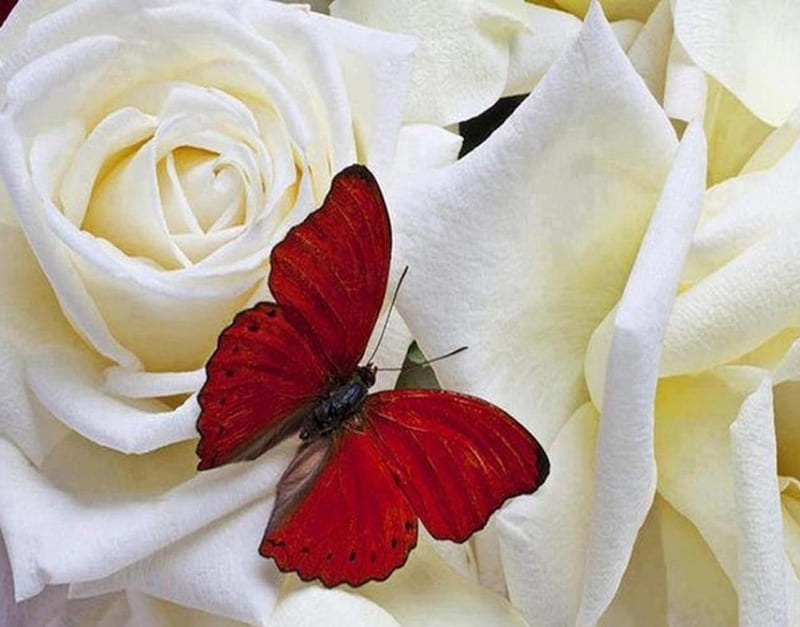 Mariposa roja en las hermosas rosas, rojo, mariposa, flores, pétalos, rosas,  Fondo de pantalla HD | Peakpx