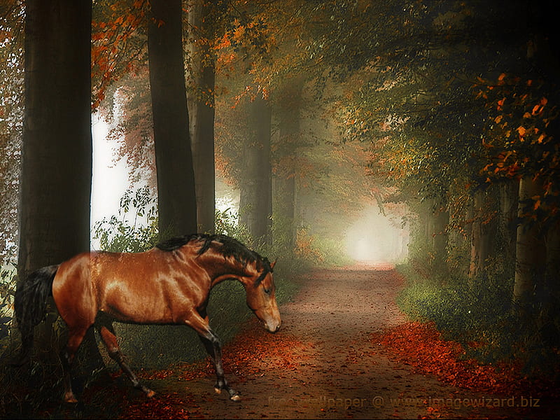 horse in wood, art , horse, animals, wood, HD wallpaper