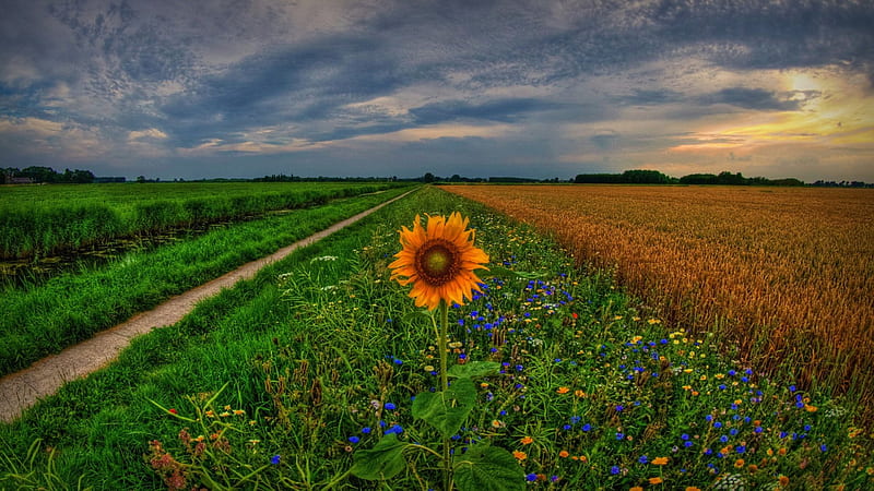 One Lonely Sunflower, path, flowers, nature, sunflower, HD wallpaper