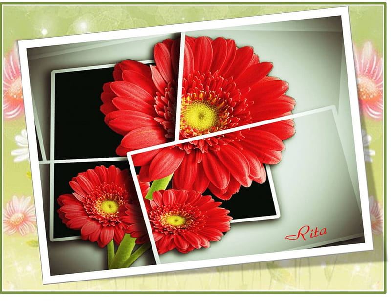 LARGE RED DAISY - OOB!, large red, multiframed, oob, daisy, HD wallpaper LARGE RED DAISY - OOB!, large red, multiframed, oob, daisy, HD wallpaper