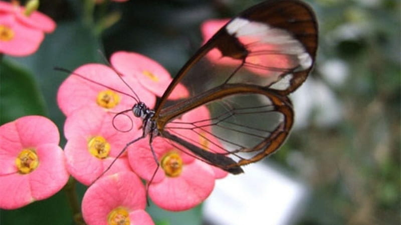 glasswing butterfly, flower, glsswing, insect, butterfly, HD wallpaper