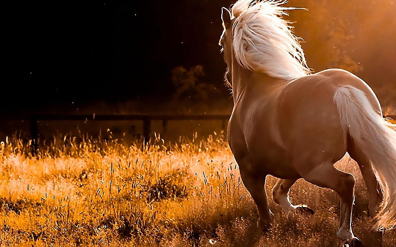 horse run-Animal graphy, HD wallpaper