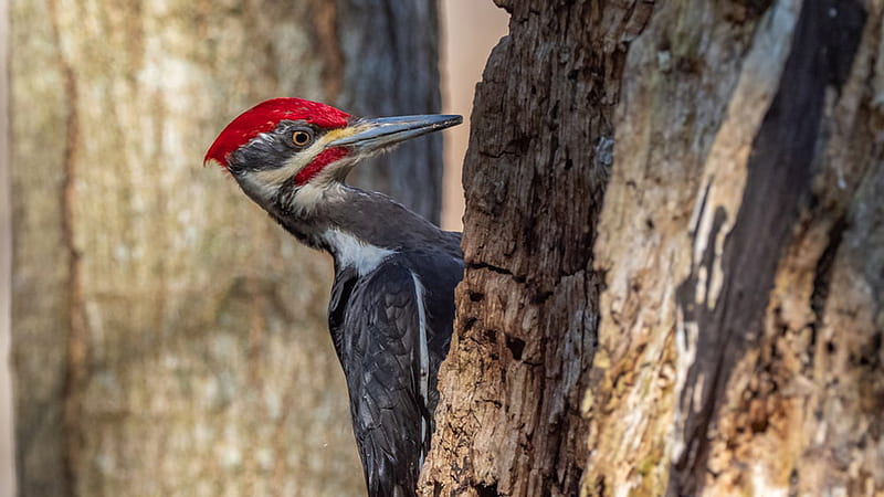 Long Beak Red Black Woodpecker On Tree Woodpecker, HD wallpaper