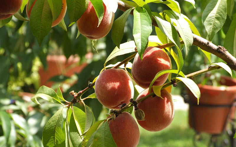 peaches, tree, fruits, Nature, HD wallpaper