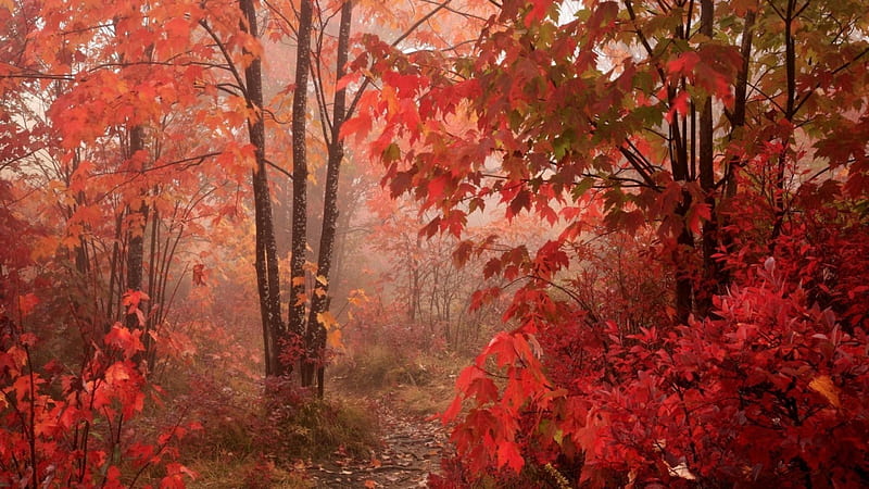 autumn foliage in a north carolina forest, forest, autumn, leaves, colors, mist, HD wallpaper