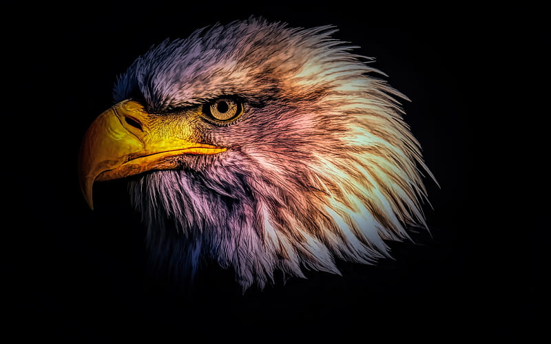 Egle, america, american, country, eagle, eagles, flag, HD wallpaper