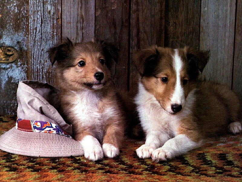 Collie puppies, rug, puppies, cannie, dog, HD wallpaper