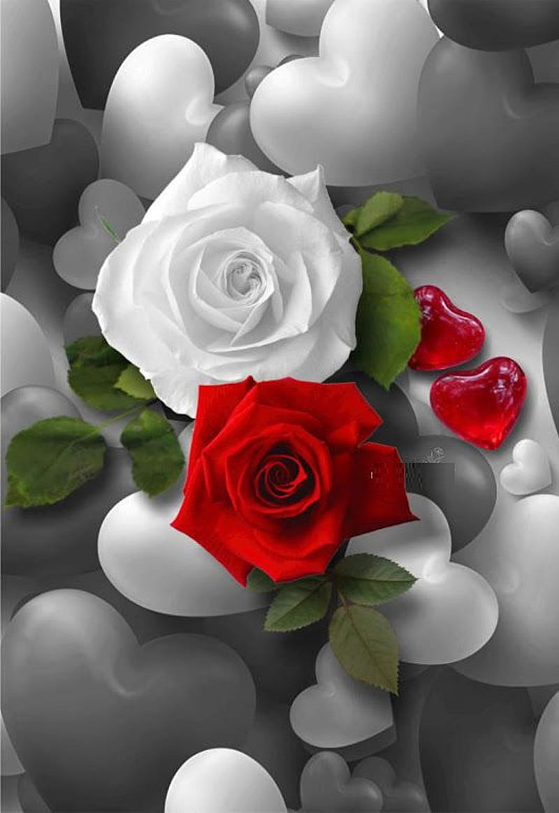 Rose, roses, flowers, HD phone wallpaper