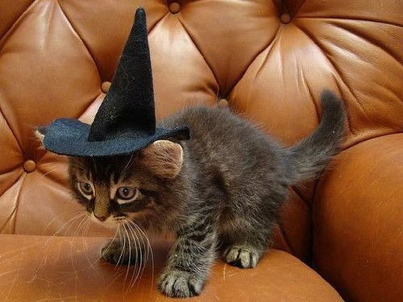 Cute Halloween Kitty, cute, kitty, alloween, cats, animals, HD wallpaper