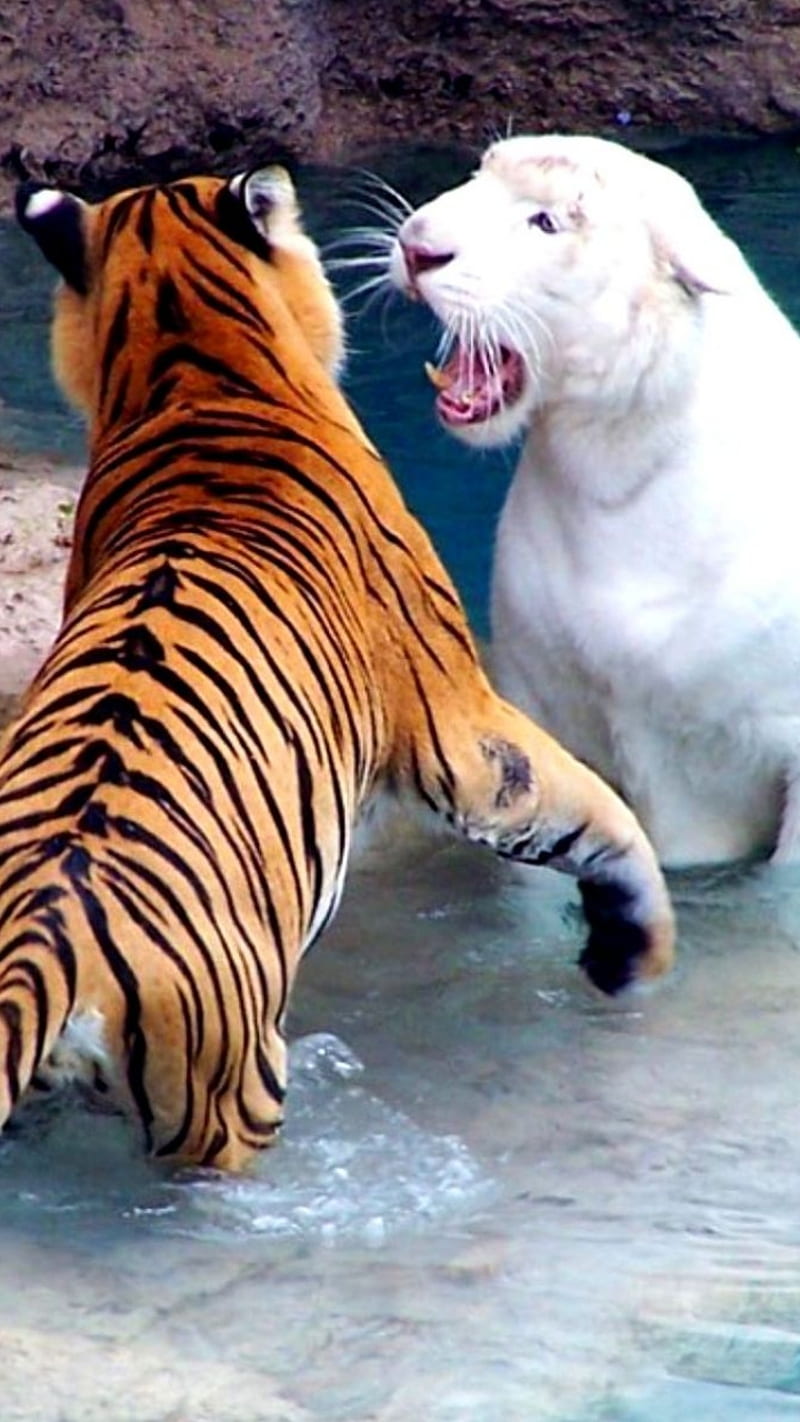 Tigers, white, HD phone wallpaper
