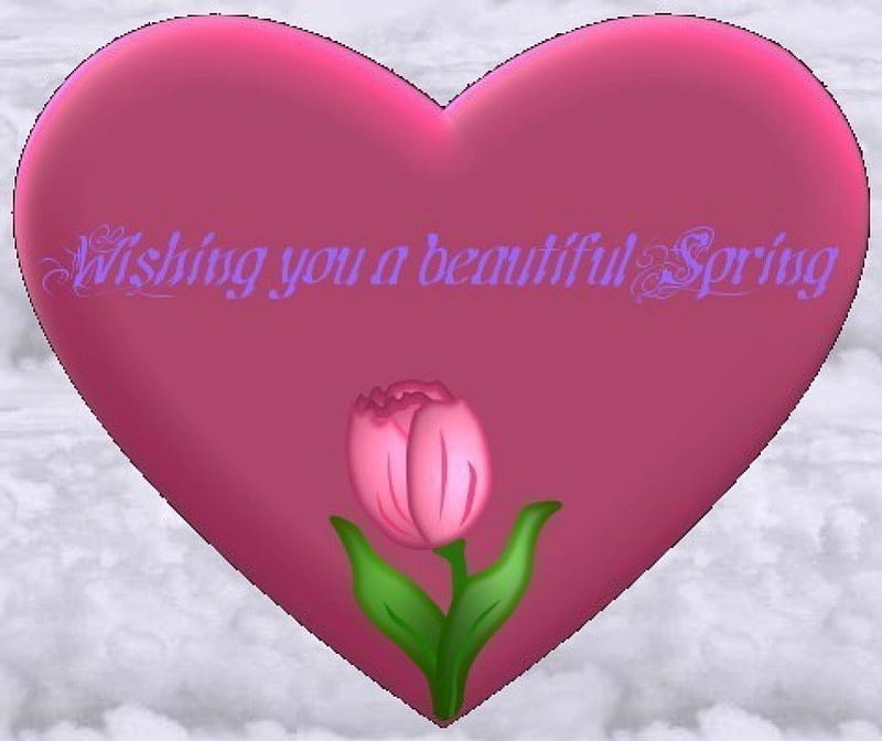 Spring Heart, heart, spring, pink, tulip, greetings, HD wallpaper