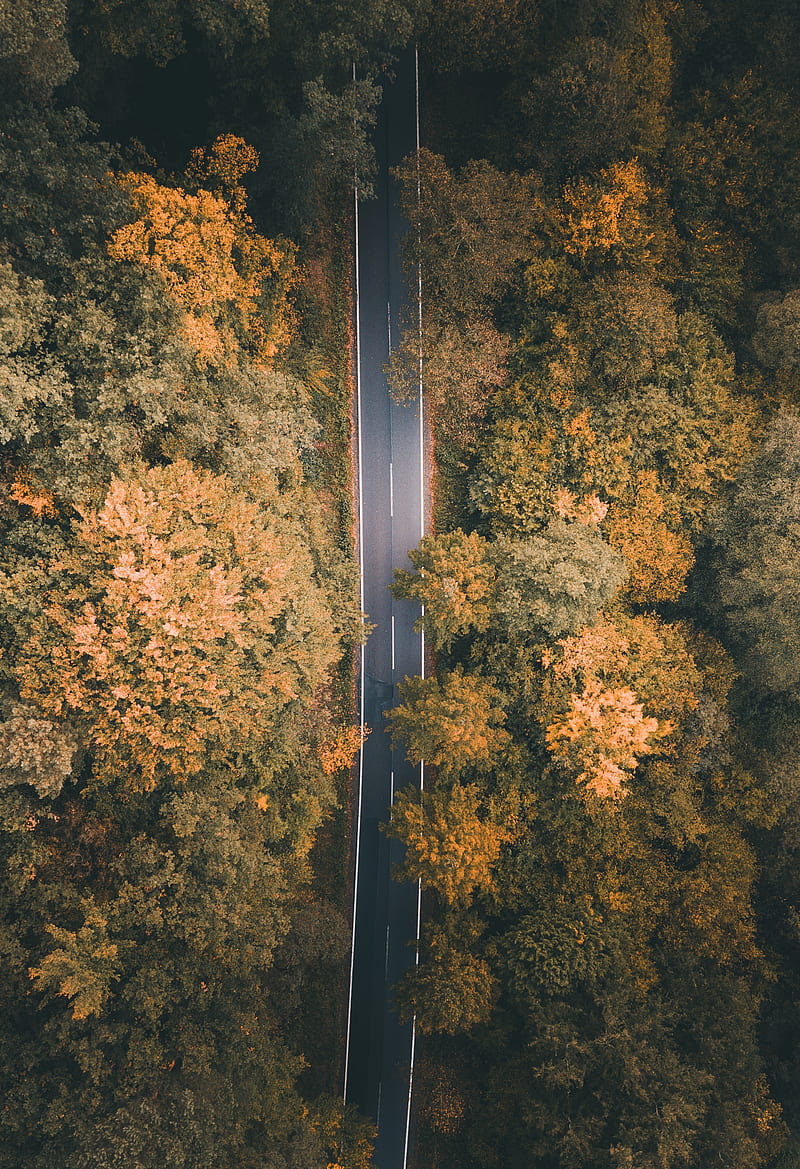 road, forest, aerial view, markup, trees, HD phone wallpaper