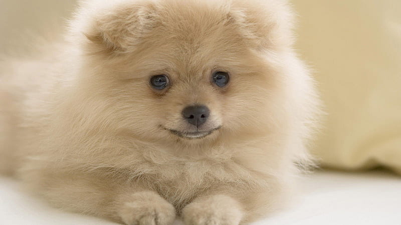 pom pup, cute, animal, puppy, dog, HD wallpaper