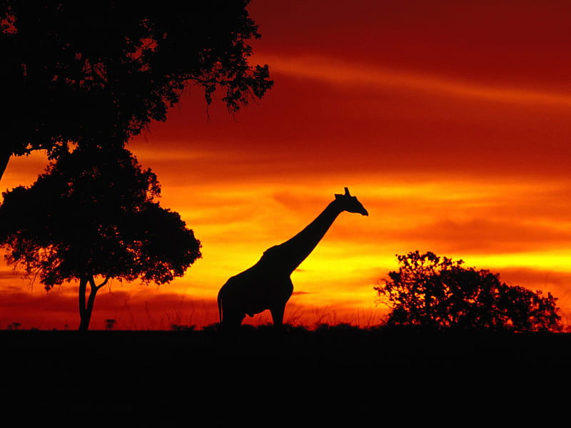 Africa Wildlife, giraffes, wild, nature, sunrise, sunset, animals, africa, HD wallpaper