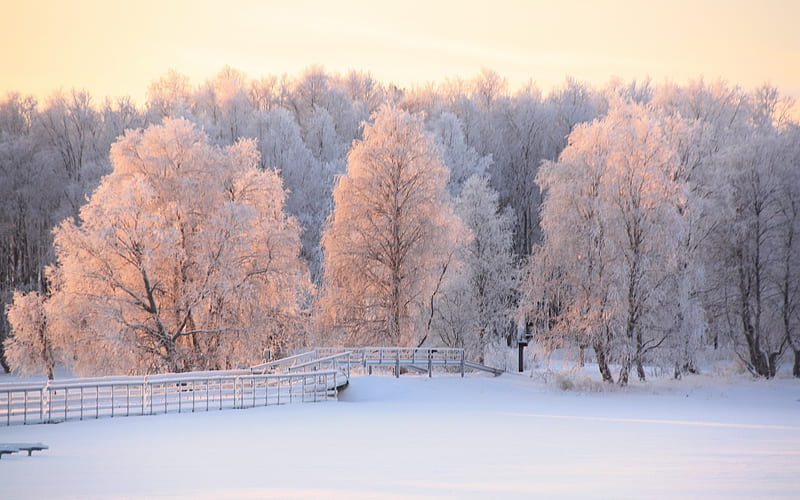 Winter in Lapland, Finland, trees, snow, Finland, winter, hoarfrost, HD wallpaper