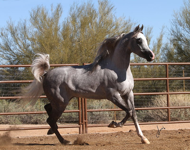 Trotting Arabian, arabian horses, stallion, mare, grey arabian, horses, HD wallpaper