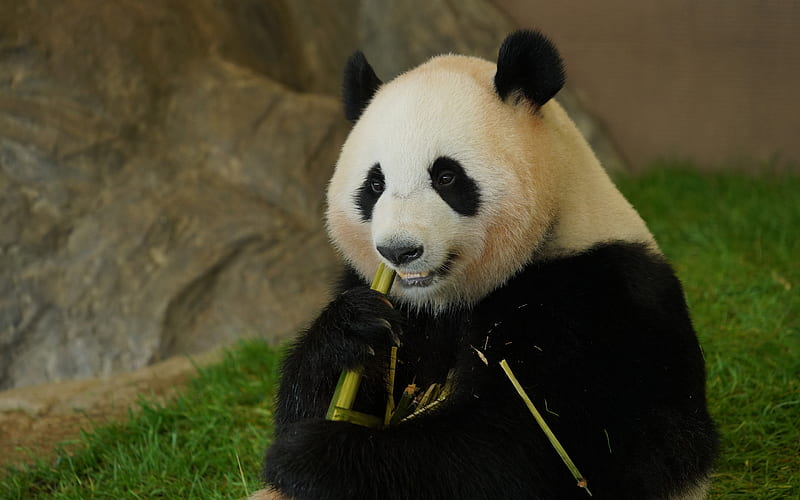 panda eating bamboo, wildlife, pandas, bears, cute animals, panda, HD wallpaper