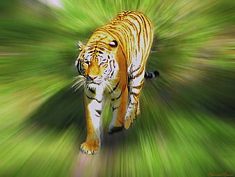 Tiger 3D HD Desktop Wallpapers 6516 - Amazing Wallpaperz